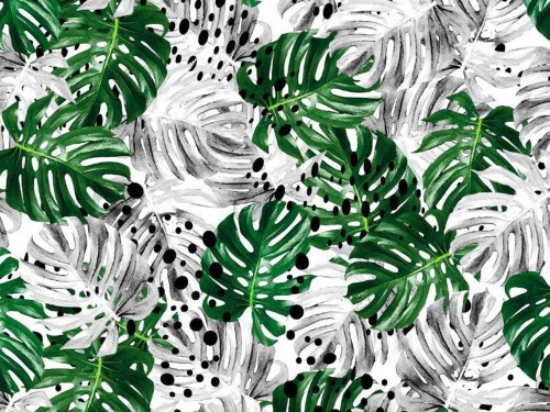 Dresówka z elastanem liście monstera na białym druk cyfrowy dzianina dresowa pętelka bawełna